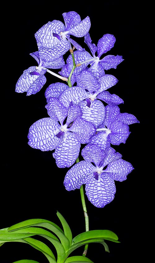 Vanda coerulea, Orchidaceae, blue vanda