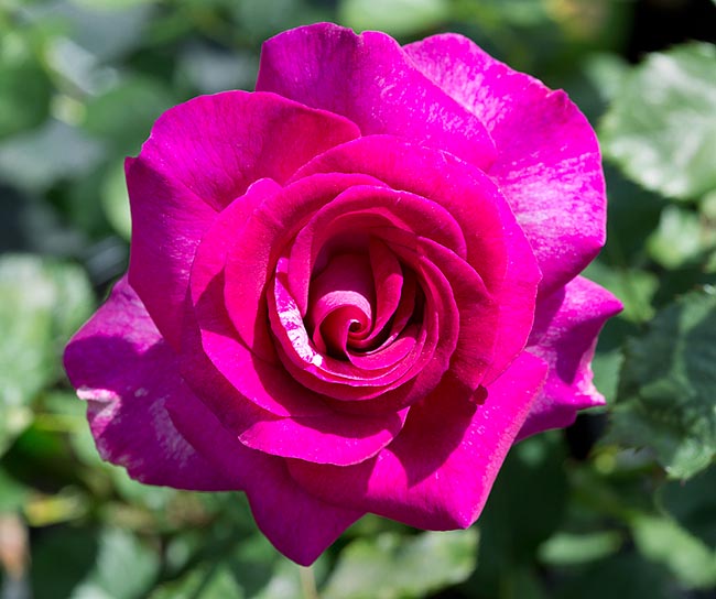 Violet perfume top rose
