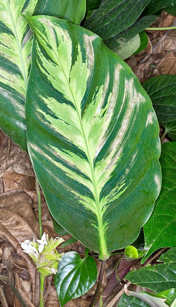 Goeppertia albertii is a perennial rhizomatous herbaceous species with even 20 cm long leaves © Giuseppe Mazza