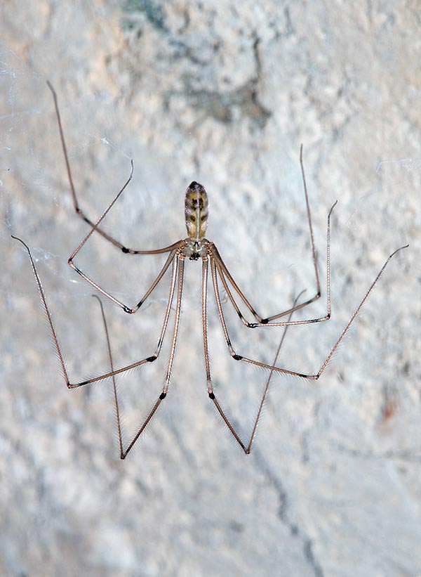 Pholcus phalangioides, Pholcidae, Ragno ballerino, Ragno delle cantine