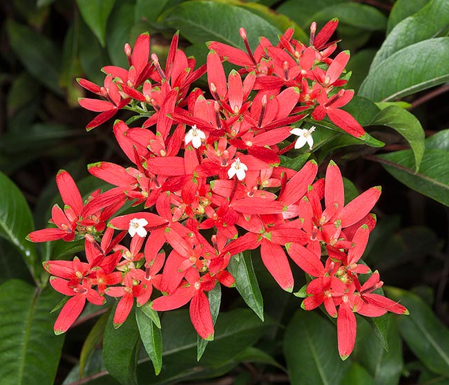 Native to Madagascar, Carphalea kirondron is a specis of huge ornamental value © Giuseppe Mazza