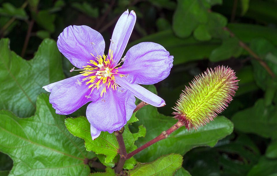 Originaire d'Afrique tropicale, Clappertonia ficifolia est un arbuste de 1-3 m aux fleurs de 6-9 cm de diamètre et aux fruits épineux. Fibres résistantes pour cordages, sacs, nattes et bons résultats pour la fabrication du papier ; caractéristiques non encore exploitées commercialement, comparables, voire meilleures, que celles du jute © Giuseppe Mazza