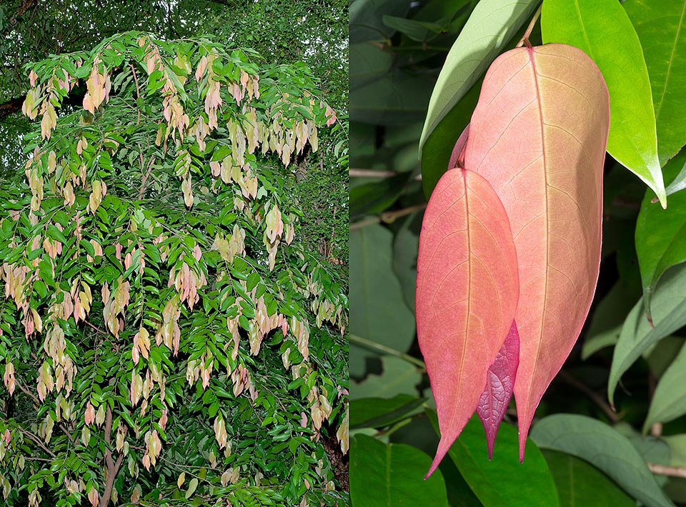 Cleistanthus malaccensis est un petit arbre très ramifié de Malaisie Péninsulaire. Il est connu pour ses jeunes feuilles retombantes, rose intense brillant, en contraste élégant avec le reste du feuillage. Phénomène présent chez plusieurs espèces, lié à un excès transitoire d'anthocyanines. Une défense de la plante contre quoi ? © Giuseppe Mazza