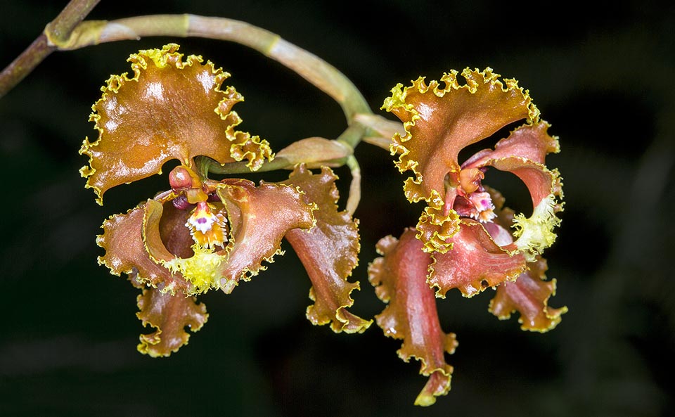 Originaire d’Equateur et du Pérou Cyrtochilum serratum est une espèce épiphyte ou terrestre aux inflorescences de 3 à 6 m et aux fleurs cireuses de 6 à 7 cm © G. Mazza