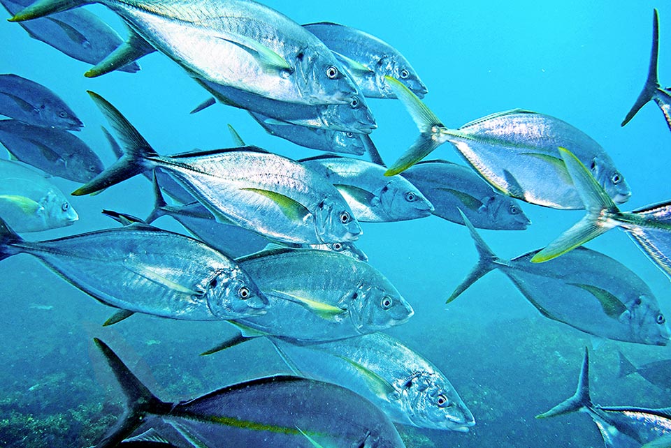 Presente nelle acque tropicali e subtropicali di tutti gli oceani Pseudocaranx dentex è una specie troppo pescata che si muove in banchi.