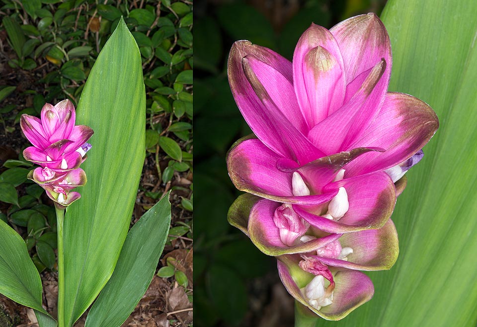 Nativa de Camboya, Laos, Tailandia y Vietnam, Cúrcuma alismatifolia es muy cultivada en los trópicos por sus inflorescencias espectaculares utilizadas para flor cortada © Giuseppe Mazza