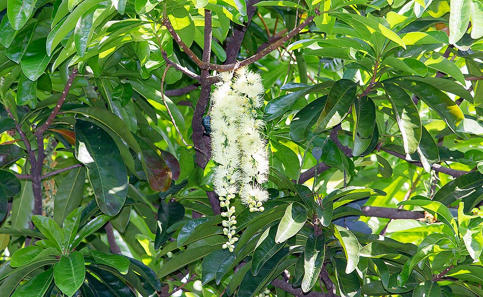 In the coastal pluvial forests, where often grows along water streams banks, at low altitudes the Barringtonia calyptrata can be 30 m tall. The long drooping inflorescences are rich of nectar and emit by nightfall a smalle of mildew and honey that attracts bats, nectarivorous birds and insects who care the pollination © Giuseppe Mazza