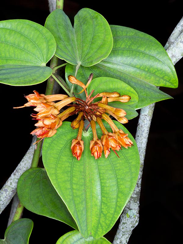 La Bauhinia sirindhorniae es una vigorosa trepadora de Tailandia con troncos largos hasta 20 m © G. Mazza