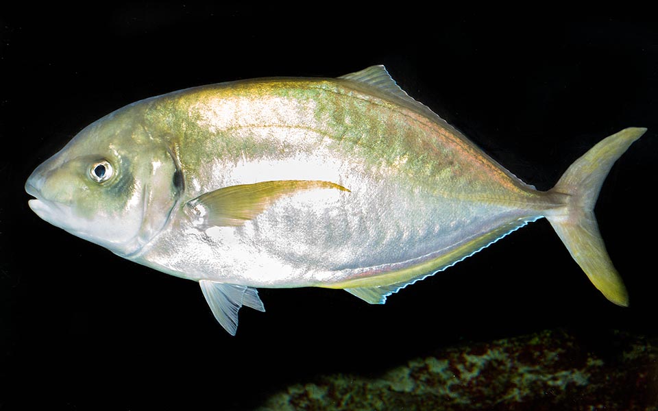 Raro en el Mediterráneo, se alimenta de peces y moluscos que nadan junto a las costas y de animales bentónicos como gusanos, crustáceos, equinodermos o bivalvos © Giuseppe Mazza