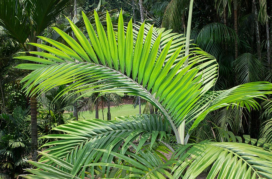 Molto ornamentale, con foglie di 2-2,4 m, è una palma nata per i giardini dei tropici, ma può resistere, per breve durata, a -2 °C © Giuseppe Mazza