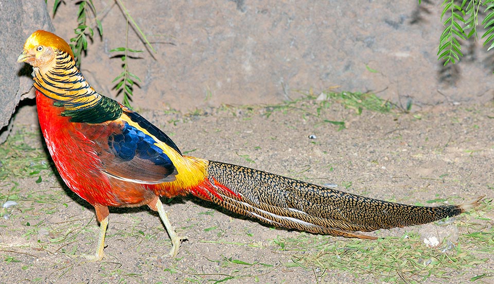 Difficult to list all colours, changing with light, present in the livery of this almost 1 m long pheasant, also difficult to say which misses © Giuseppe Mazza