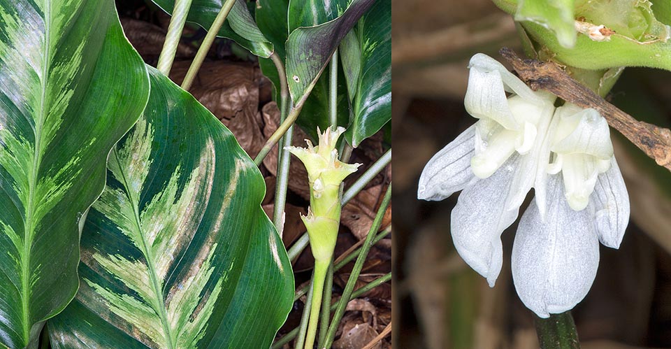 Inflorescencias terminales, sobre un pedúnculo de entre 8 y 10 cm, con brácteas en espiral, con ápice extroflexos, que subtienden parejas de minúsculas flores blancas © Giuseppe Mazza