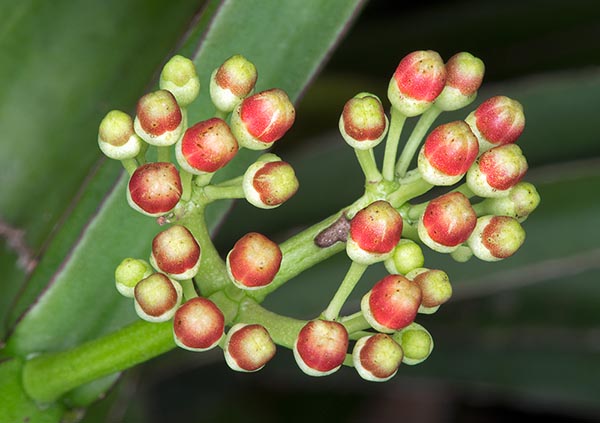 Inflorescencias rojas en crecimiento. Umbelas compuestas sobre un corto pedúnculo opuesto a las hojas © Giuseppe Mazza