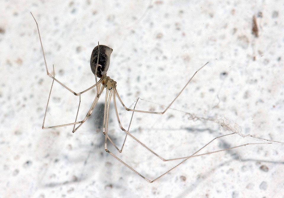 Pholcus phalangioides, Pholcidae, Skull spider, Cellar spider, skull spider