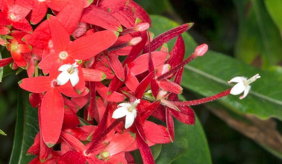 Las inflorescencias, en cimas terminales de 10-25 cm de diámetro, producen numerosas flores con cáliz de 4 lóbulos rojo brillante, de los cuales uno, largo 1,5 cm y ancho 0,6 cm, supera en largo a los otros tres, y corola, de cerca 0,6 cm de diámetro, con delgado tubo, largo cerca 1,5 cm, rojo externamente, y 4 lóbulos ovados blancos © Giuseppe Mazza