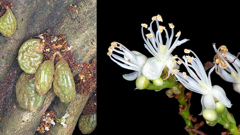 The inflorescences are short compact racemes grouped on the nodes of the trunk with small bisexual flowers of about 0,8 cm. The ediile fruits, containing one seed only, are 5-10 cm long reniform legumes with yellowish pulp. The ripe fruits are slightly sourish, the unripe ones are to be eaten only cooked. Medicinal properties © G. Mazza