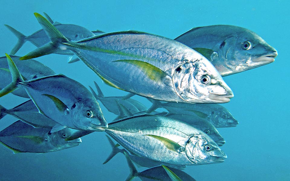 Hoy raro en el Mediterráneo, Pseudocaranx dentex come peces y moluscos junto a las costas, también plancton y animales bentónicos, como crustáceos, equinodermos, gusanos y bivalvos.