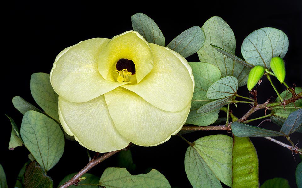 Originaria, sembra, dell’Africa e dell’Asia tropicale la Bauhinia tomentosa è un arbusto o piccolo albero molto ramificato che raggiunge i 4 m d’altezza © Giuseppe Mazza