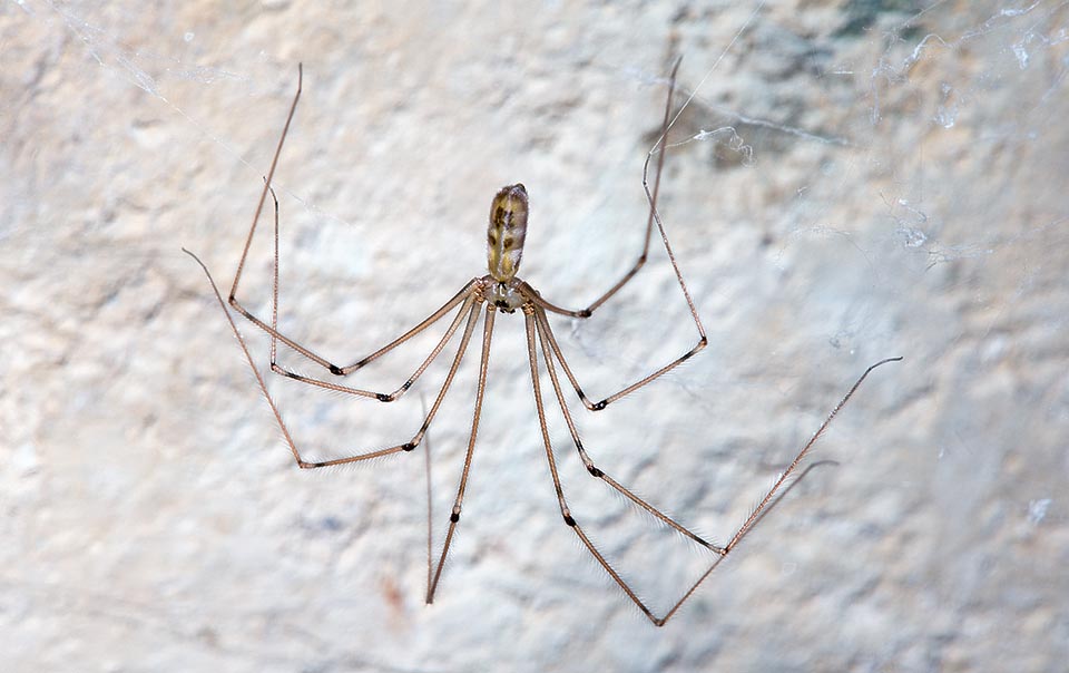 Pholcus phalangioides, Pholcidae, Ragno ballerino, Ragno delle cantine