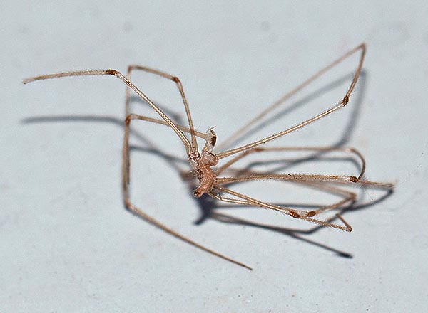 Pholcus phalangioides, Pholcidae, Skull spider, Cellar spider, skull spider