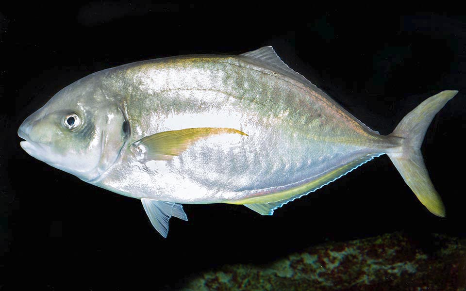 Il pescato si aggira sui 40 cm, ma Pseudocaranx dentex può superare il metro di lunghezza raggiungendo 122 cm e 18,1 kg.
