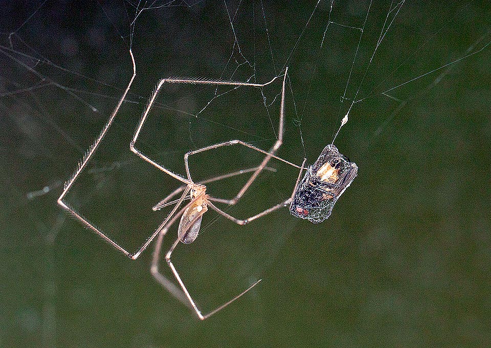 Pholcus phalangioides, Pholcidae, Ragno ballerino, Ragno delle cantine