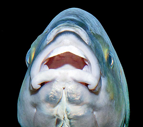 Grandes labios, pero no busquéis los puntiagudos dientes del Dentex dentex, los parecidos se acaban aquí.