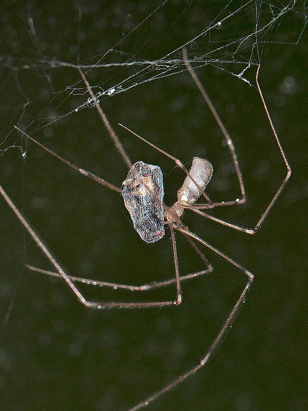 Pholcus phalangioides, Pholcidae, Skull spider, Cellar spider, skull spider