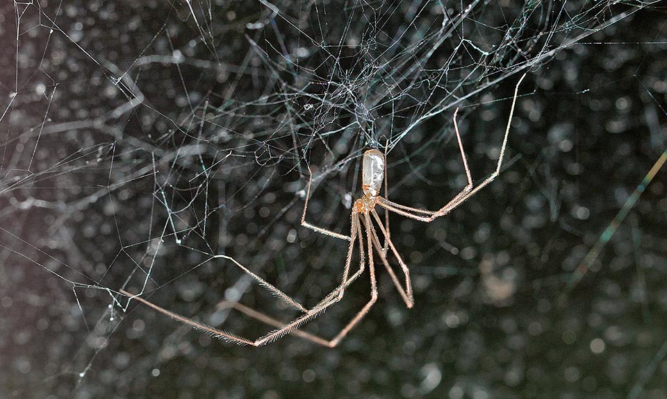 Pholcus phalangioides