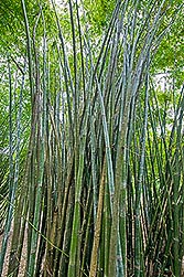 15 Semi Di Bamb&ugrave; Gigante &ndash; Bambusa Tulda E Giganteus, Raccolto 04/2023, Crescita Rapida, Perenne