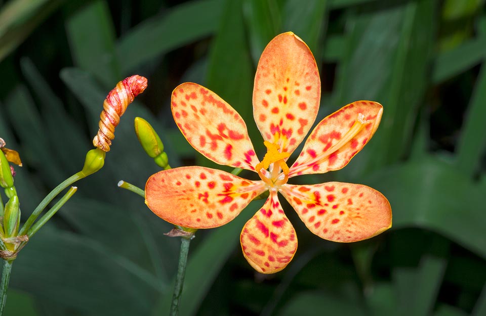 Frequent in tropical gardens, the Iris domestica resists even to -15 °C. The 4-5 cm broad flowers last only one day but open gradually for various weeks. All parts of the plant are poisonous, the rhizomes are used in the traditional medicine and nowadays laboratory studies have shown interesting bioactive compounds © Giuseppe Mazza