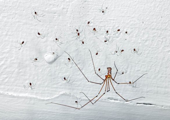 Pholcus phalangioides Monaco Nature Encyclopedia