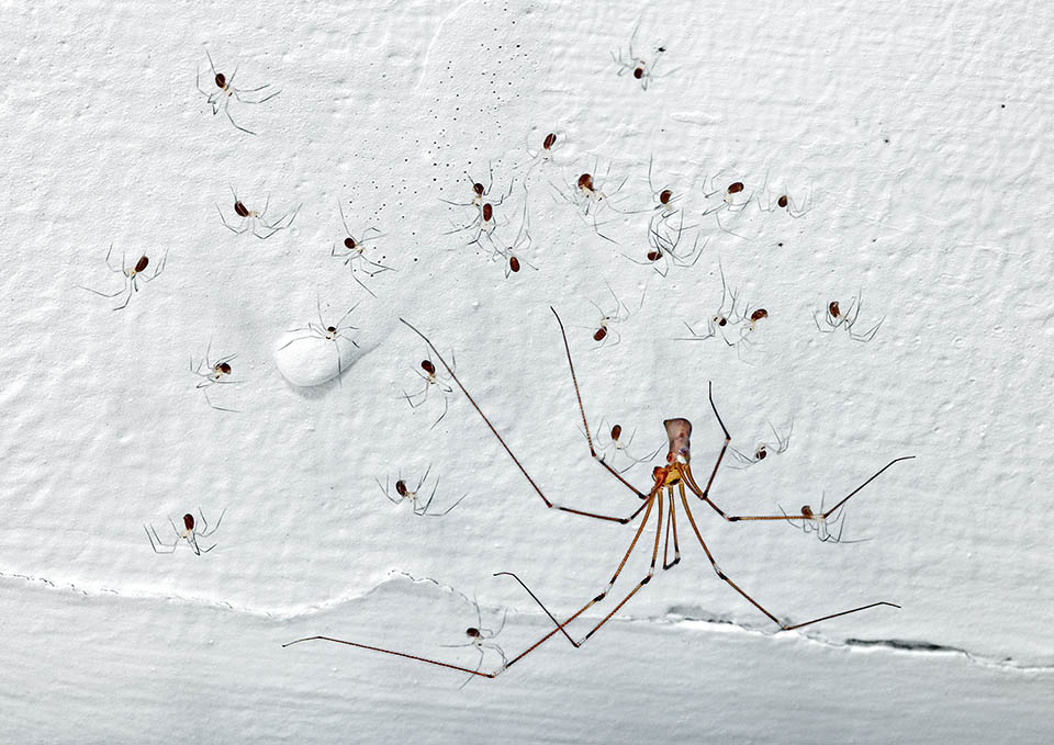 Pholcus phalangioides