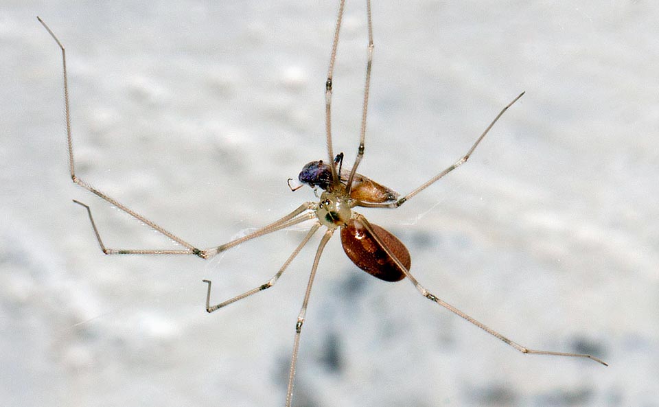 Pholcus phalangioides, Pholcidae, Skull spider, Cellar spider, skull spider