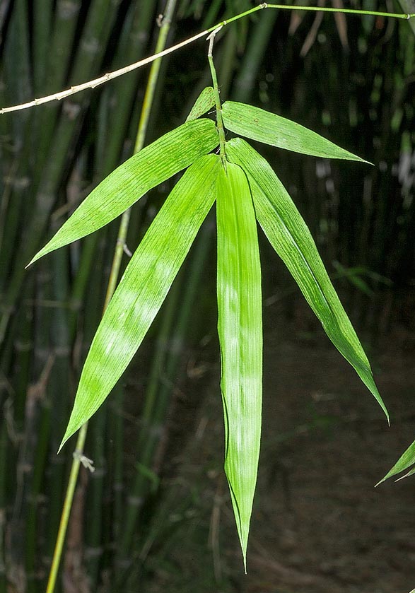 The culms are used for catwalks and scaffoldings. Edible buds and medicinal virtues © Giuseppe Mazza