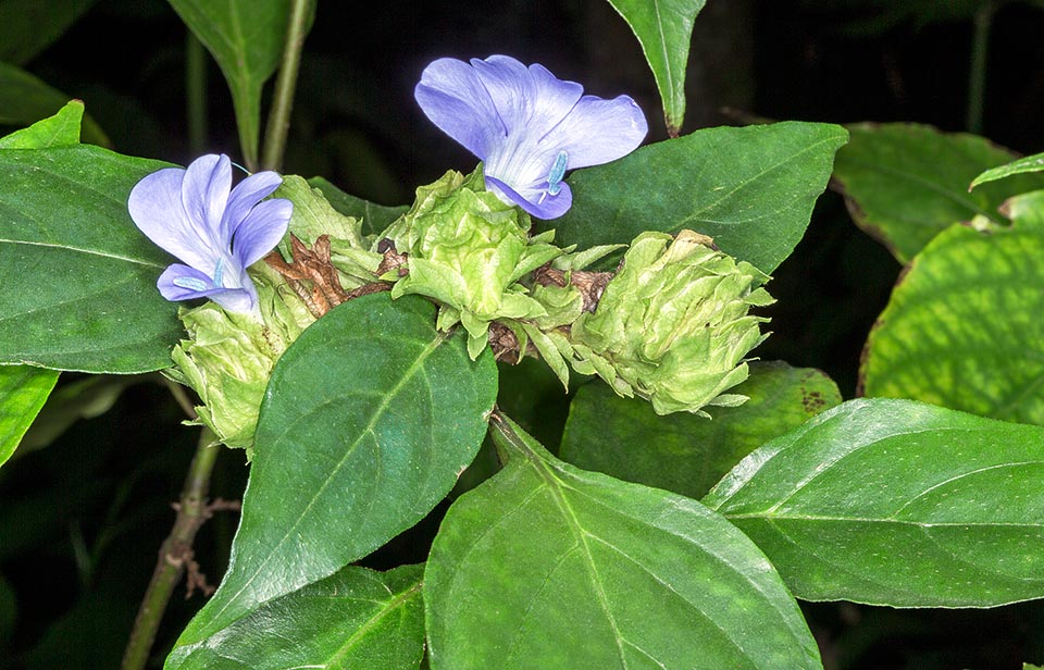 Originaire de l’Inde, Barleria strigosa est une espèce semi arbustive buissonnante pérenne, haute d’à peine plus de 1 m, aux vertus médicinales prouvées © G. Mazza
