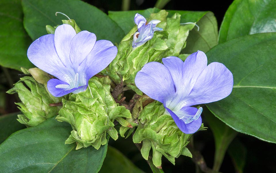 Le infiorescenze sono spighe ascellari, terminali e compatte, di 2-7 cm con brattee imbricate. Fiori cerulei imbutiformi con corolle larghe 5-6 cm © Giuseppe Mazza