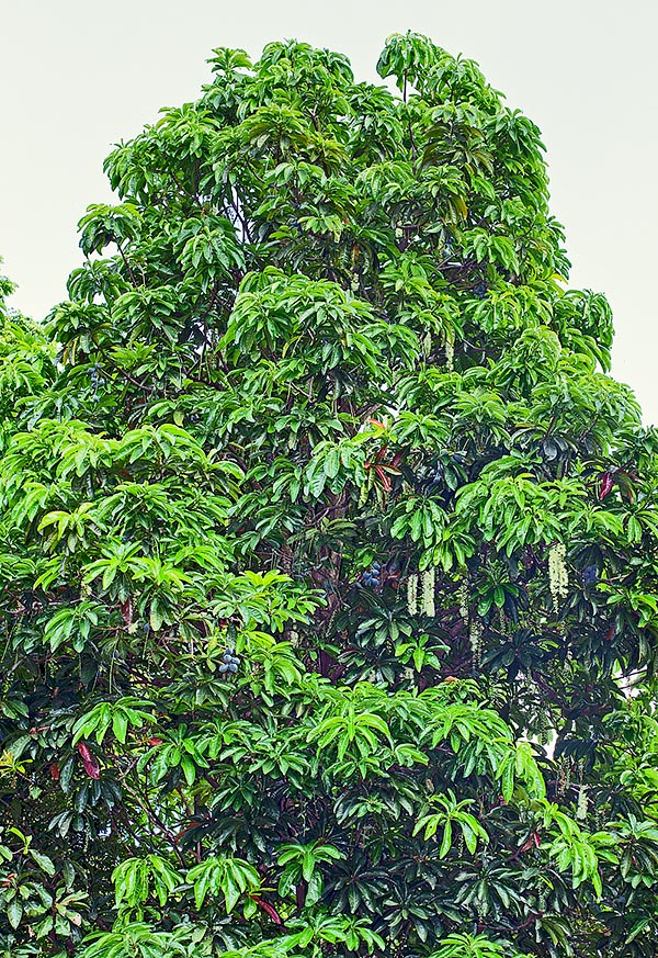 Barringtonia calyptrata est originaire d’Australie, des îles Aru et de Nouvelle-Guinée © Giuseppe Mazza