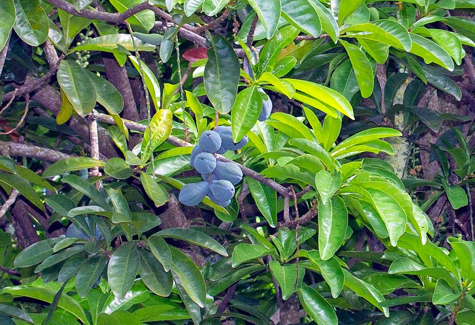 The 5-9 cm long fruits are poisonous. Bluish when ripe, smelling mango, are consumed only by cassowaries. Seeds and bark of Barringtonia calyptrata are used by Aboriginals to stun fish and facilitate catching. Leaves and bark decoction is used in traditional medicine for chest pains and fever conditions © Giuseppe Mazza