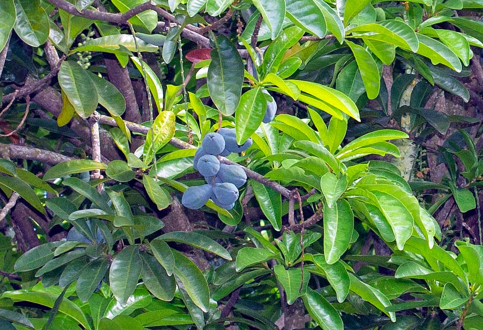 Los frutos, de entre 5 y 9 cm de largo, son venenosos. Azulados en su madurez, con olor a mango, solo los casuarios los comen. Las semillas y cortezas son utilizadas por los aborígenes para aturdir a los peces y facilitar su captura. La cocción de hojas y corteza es usada en la medicina tradicional para dolores torácicos y fiebres © Giuseppe Mazza