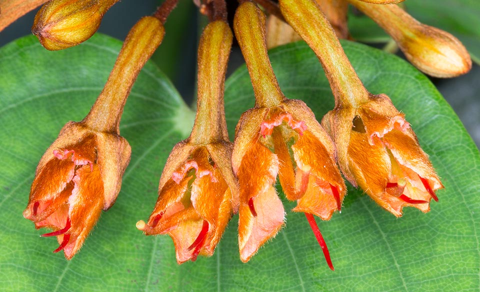 Hojas elegantes, alternas, ovadas con ápice acuminado más o menos profundamente bífido, largas hasta 18 cm, e inflorescencias con corolas anchas 2 cm. Las raíces secas son usadas para enfermedades de la piel y la infusión de las ramas como antiinflamatorio en los dolores musculares. Compuestos con actividad antibacteriana © G. Mazza