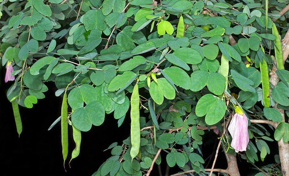 Fruits et fleurs fanées d'une autre couleur. Les fleurs jaunâtres de Bauhinia tomentosa ne durent qu’une journée et virent au rose mauve au crépuscule. Les fleurs entrent dans les rituels religieux quotidiens des Hindous. Diverses parties de la plante contiennent des principes bioactifs d'intérêt potentiel en pharmacopée officielle © G. Mazza