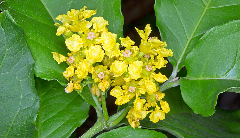 Originaire d’Amérique tropicale, Bunchosia armeniaca est une sempervirente pouvant atteindre les 20 m de haut avec des inflorescences de 8 à 15 cm © Giuseppe Mazza