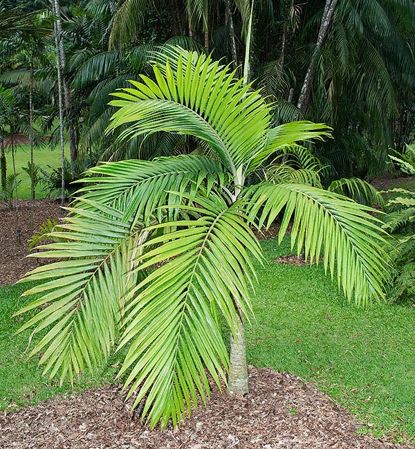 At extinction risk in nature, Burretiokentia hapala in New Caledonia can be 15 m tall © Giuseppe Mazza