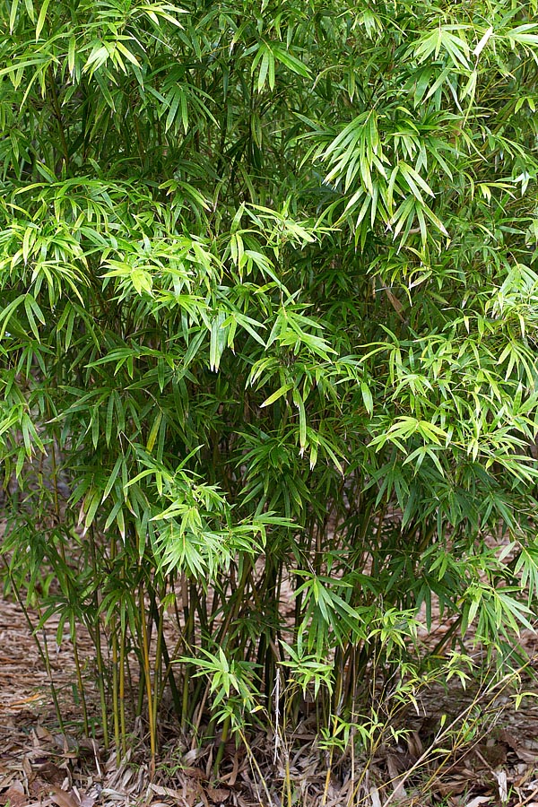 Bambusa multiplex is native to South-East Asia where reaches the 7 m of height with 1-3 cm stems © Giuseppe Mazza