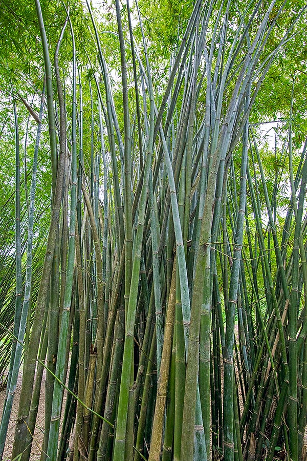 Native to South-East the Bambusa tulda exceeds 22 m of height with culms of 10 cm of diameter © Giuseppe Mazza