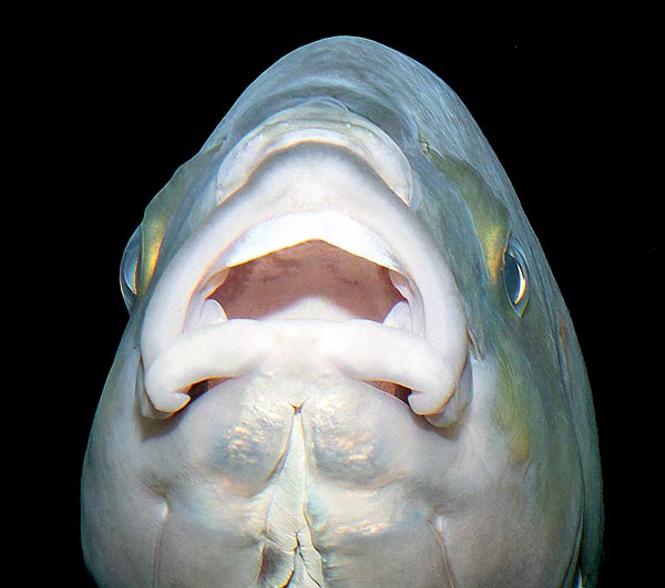 Grandes labios, pero no busquéis los puntiagudos dientes del Dentex dentex, los parecidos se acaban aquí © Giuseppe Mazza