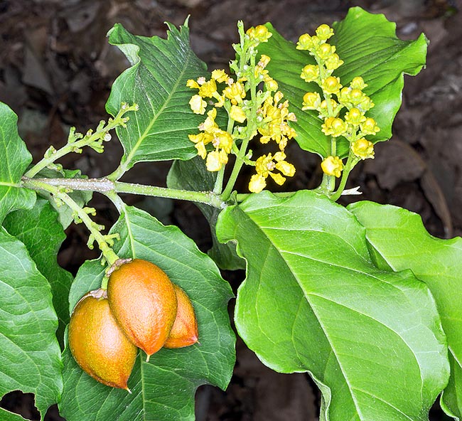 Les fruits, longs de 4 cm, sont comestibles et différentes parties de la plante ont des propriétés médicinales © Giuseppe Mazza