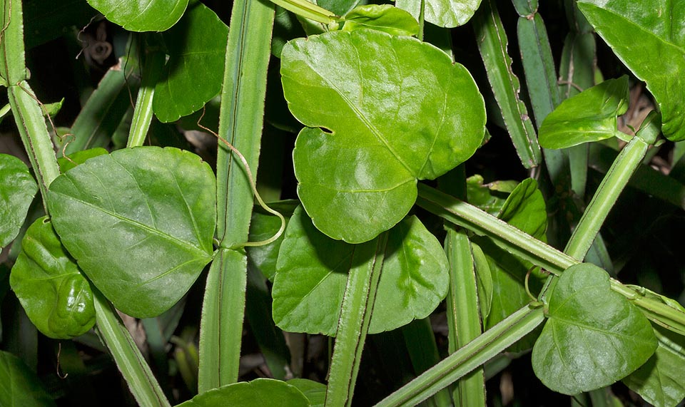 El Cissus quadrangularis es originario de Asia tropical donde crece en las sabanas, bosques secos deciduos y en general zonas semi áridas, hasta cerca 2000 m de altitud. Los jóvenes brotes y las hojas, cáusticas y de sabor agrio, ricas en vitamina C, carotenos y calcio, son localmente consumidos como verdura. Virtudes medicinales © Giuseppe Mazza