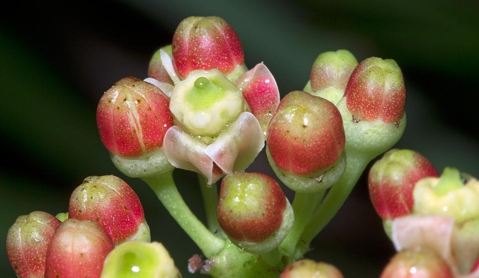 The tiny bisexual flowers, greenish or white-pink, have a corolla with 4 oblong-ovate petals with sharp apex, retroflexed, precociously deciduous, about 2 mm long © Giuseppe Mazza